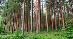 Hardwood Trees In Alaska