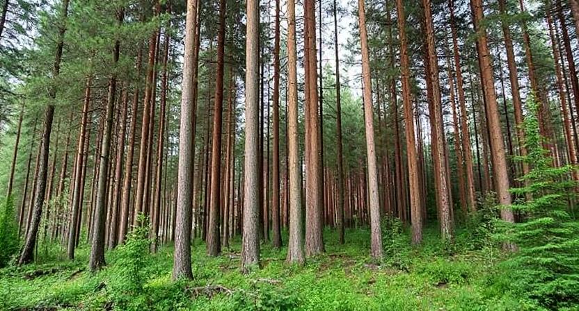20 Best Hardwood Trees In Alaska - FarmTilling