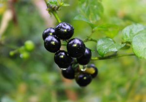 How Do You Control Black Nightshade In Soybeans