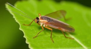 How To Get Rid Of Cricket Bug
