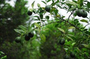 What Soil Is Best For Growing A Lemon Tree