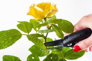 Best Secateurs for Flower Arranging