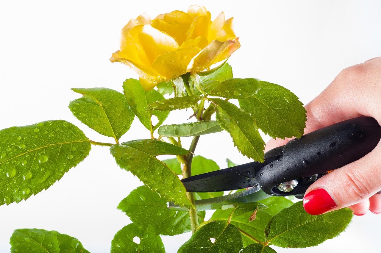 Best Secateurs for Flower Arranging