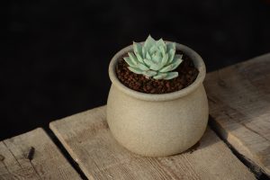 Best Soil For Echeveria