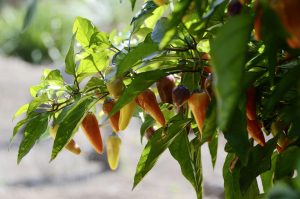 Best Soil For Jalapenos
