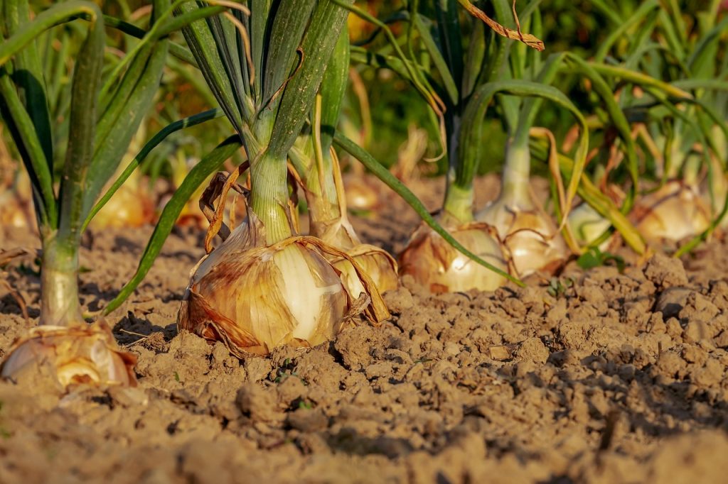 Edible Onions In The Wild
