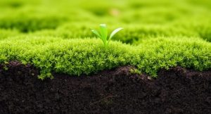 Environmentally Friendly Alternative To Peat Moss
