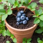 How Do You Make Soil Acidic For Blueberrie