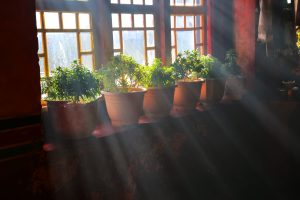 How To Make Temporary Shade For Plants?