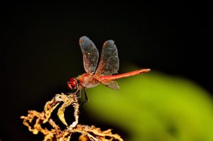 Is The Red Dragonfly Rare
