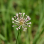 What Is Allium Canadense Used For
