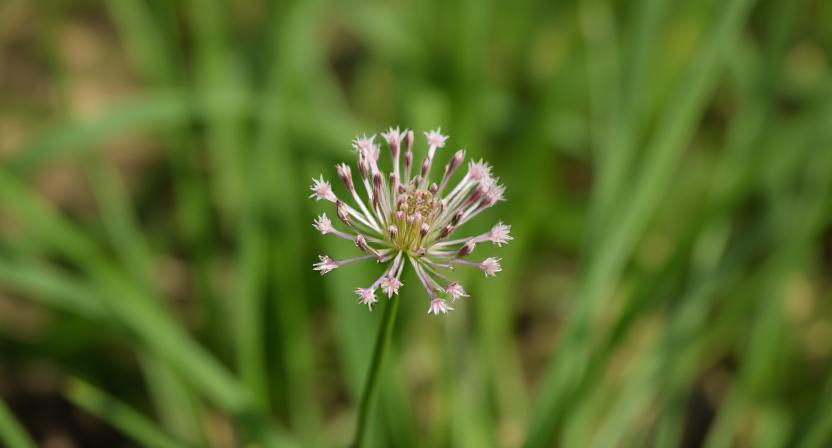 What Is Allium Canadense Used For
