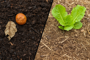 What Is The Difference Between Organic Compost And Regular Compost