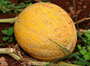 What Not To Plant Next To Cantaloupe