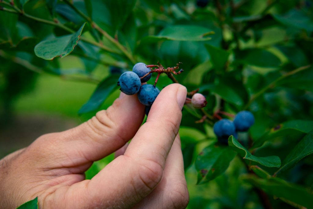 Best Blueberry Variety For Zone 6