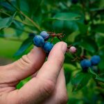 Best Blueberry Variety For Zone 6