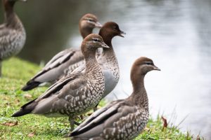 Best Ducks For Garden Pest Control