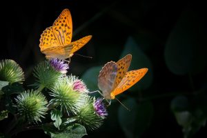  Best Flowers For Garden Pest Control