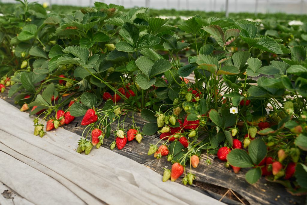 Best Strawberry Variety For Zone 6b