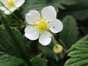 Fragaria Vesca Nutrition Facts