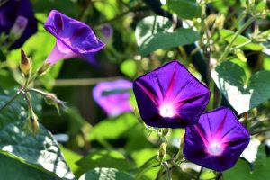 How Do I Get Rid Of Morning Glory In My Garden Naturally