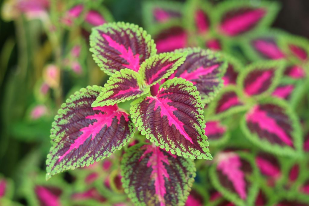 How Do I Make My Coleus Fuller?