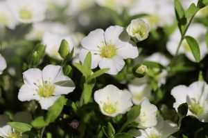 How Do You Kill Chickweed Without Killing Grass 