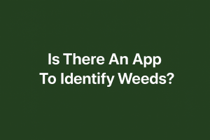 Is There An App To Identify Weeds