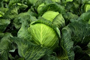 Type Of Cabbage Grown For Edible Leaves