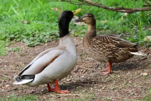 What Are The Best Ducks To Keep In The Garden