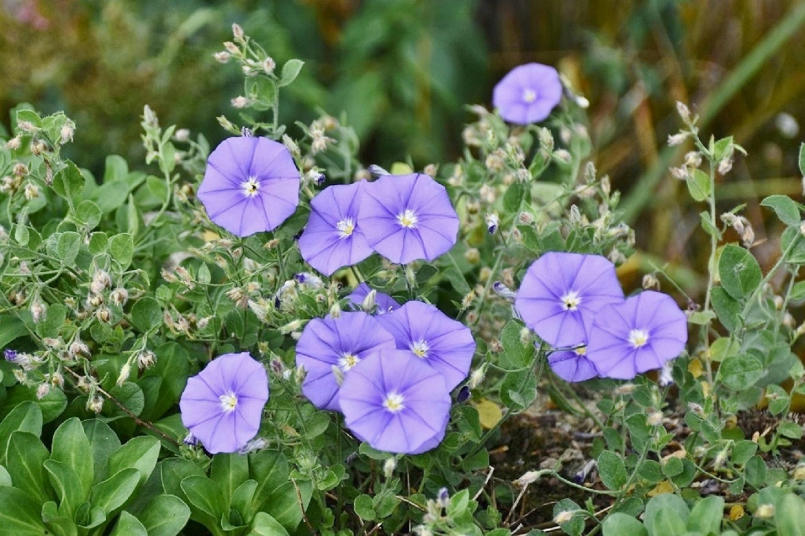 What Are The Effects Of Morning Glory On Gardens? What Are The Effects Of Morning Glory On Gardens