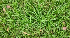 What Does Florida Crabgrass Look Like