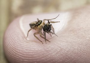 Which Insect Is The Most Dangerous To People?