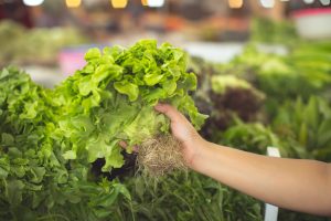 Best Time To Thin Lettuce Seedlings