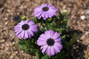 Plants That Bloom Around Christmas