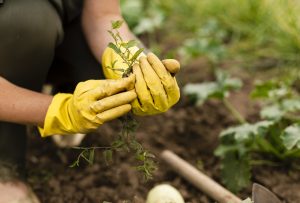 Best Gardening Gloves Weeding 