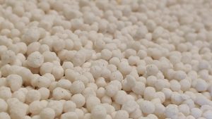 Best Fertilizer For Xylosma