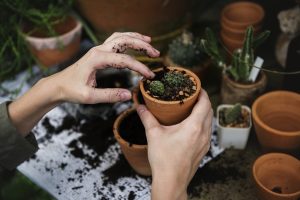 Best Soil For Garden Beds