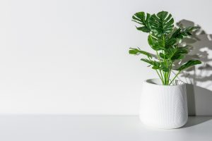Best Soil For Monstera