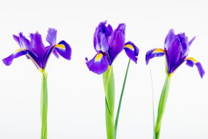 Best Time To Separate Iris