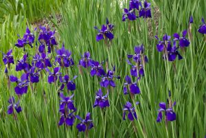 Best Time To Thin Iris Beds