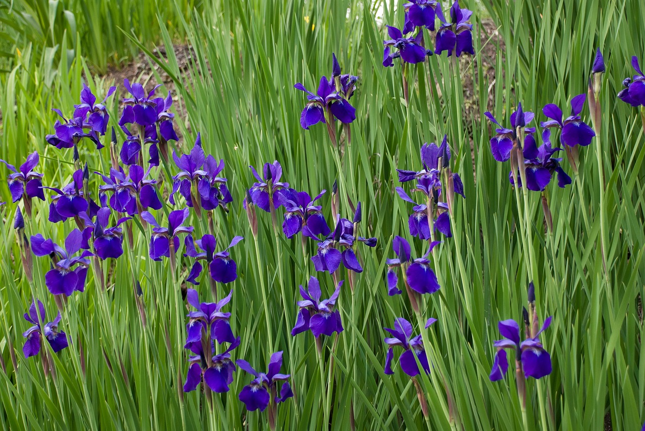 Best Time To Thin Iris Beds