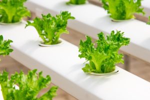 How Far Apart Should You Plant Lettuce