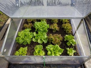 What Type Of Lettuce Should I Plant