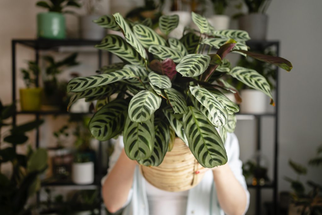 Best Soil For Calathea