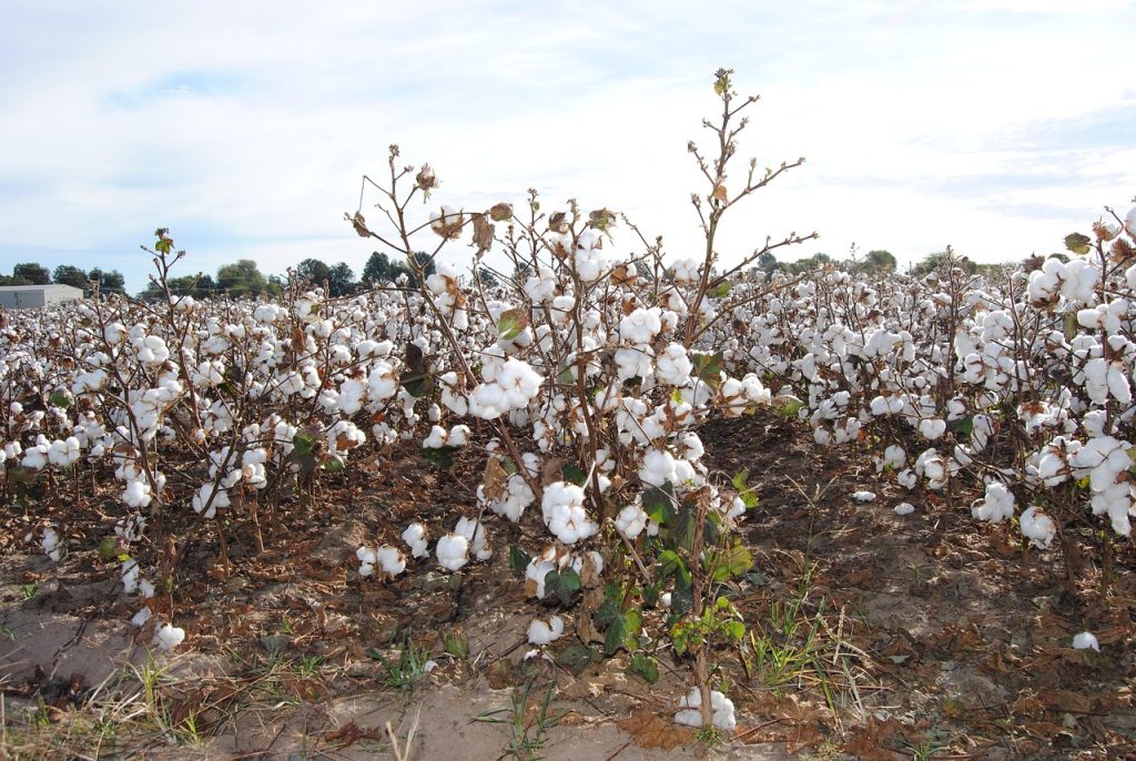 Which Is Best Soil For Growing Cotton