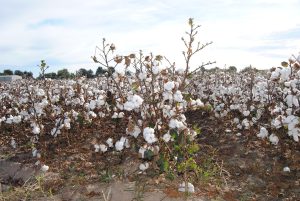 Which Is Best Soil For Growing Cotton