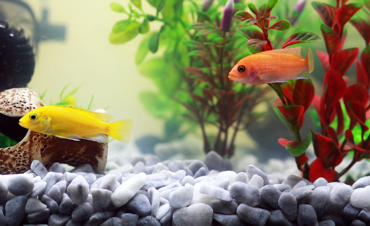 Best Soil For Walstad Tank