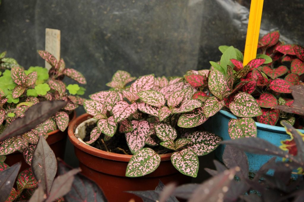 Best Soil For Polka Dot Plant
