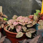 Best Soil For Polka Dot Plant